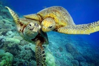 Встреча черепах у Черепаховых островов.