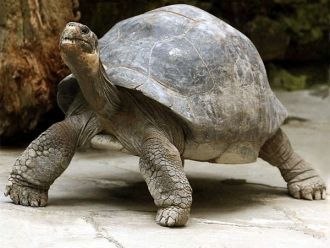 Черепаха в национальном парке Черепаховы