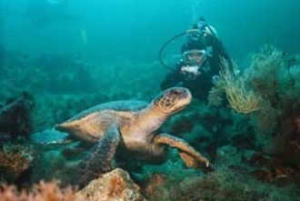 Прогулки с черепахами под водой.