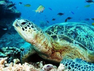 После того как отложенные яйца соберут, 