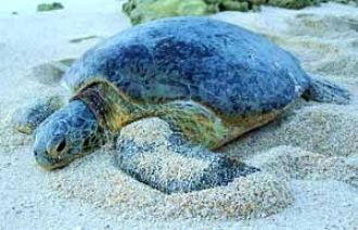 Черепаховые острова - круглый год сюда п