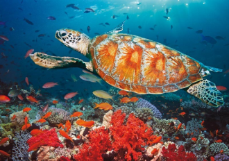 Смотритель парка позволит посетителям по