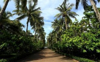 Аллеи в ботаническом саду Синлун.