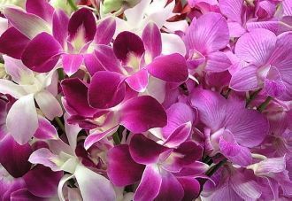 Орхидеи, которые растут в саду Синлун.