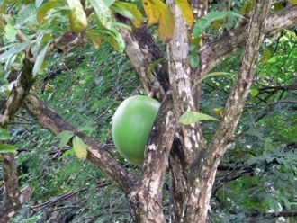 В Ботаническом саду ведется большая науч