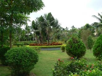 Большая коллекция пальм украшает аллеи и