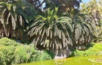 Этот Саговник исчез в дикой природе: все