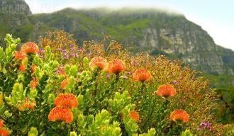 Национальный ботанический сад Кирстенбош