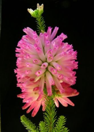 Последний экземпляр вымершего вида в дик