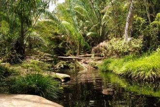 Реки в лесах национального парка Бако им