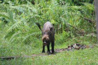 Национальный парк Бако. Дикая свинья.