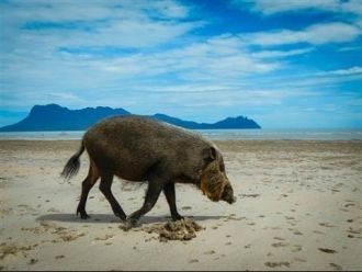 Национальный парк Бако. Дикие свиньи, ко