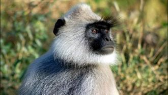 Национальный парк Бако. Лангуры (или сер