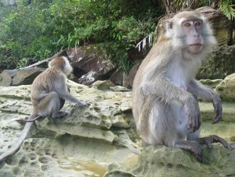 Всеядные макаки — настоящее наказание.  