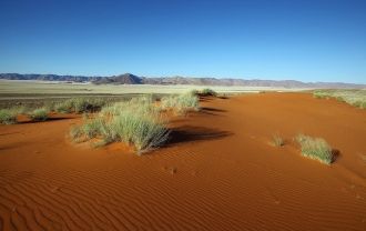 Равнины Вельвичия покрыты белым и розовы