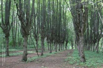 Липовая аллея в парке при дворце.