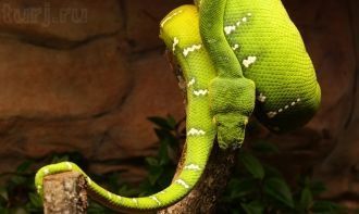 Музей Скансен. Детский зоопарк, где пред