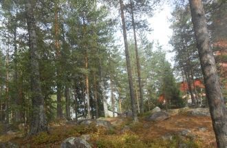 Вокруг живописный хвойный лес с обилием 