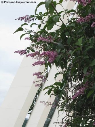 Сирень у Арктического собора.