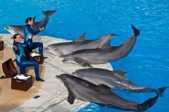 Парк аттракционов Астерикс шоу дельфинов