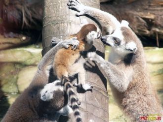 Лемуры