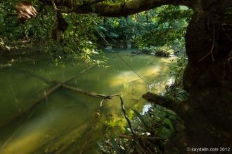 В горах растут зеленые дубы, буки, кашта