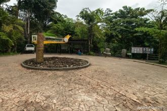 В этой местности распространены пальмы (