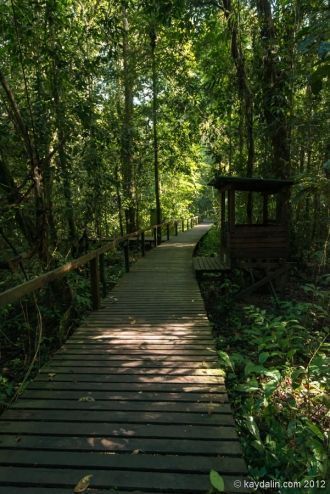 Черные малайские медведи, двурогие носор