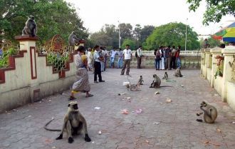 Рядом с храмом можно встретить ещё одних