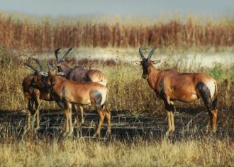 Штат национального парка заботится о все