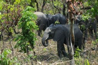 В течение всего сухого сезона по парку р