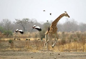 На западе зона акациевого буша, столь лю