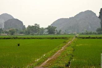 Между рисовыми полями проложены насыпи с