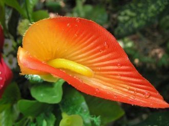 Ущелье Бабочек. Китай, Хайнань