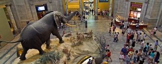 Музей естественной истории появился, как