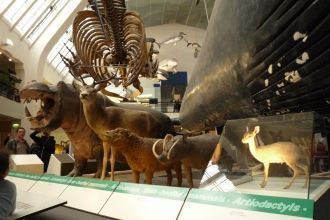 Музей разрастался, коллекция становилась