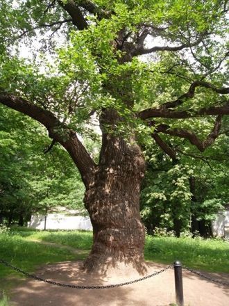 Петровские дубы,самые старые деревья в М