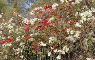 Бугенвиллея на Горе Блаженств.