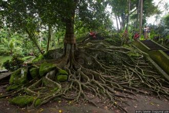 Большие деревья на острове считают свяще