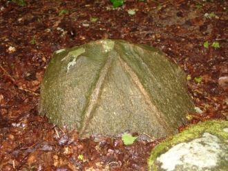 Покайнский лес.