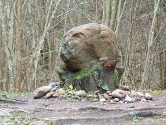 Вообще, лес интересен своей живописность