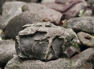 Одни верят что этот лес обладает исцеляю