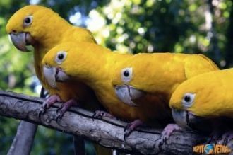 Национальный парк —  17 гектаров леса, г