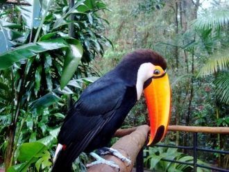 В заповедной зоне Игуасу Парк птиц занял