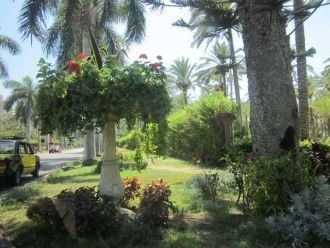 Король Фарука и хедив Аббас в свое время