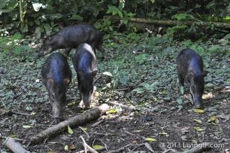 Национальный парк Мадиди. Флора и фауна 