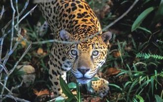 Национальный парк Мадиди. Национальный п