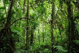 Национальный парк Мадиди. Не менее богат