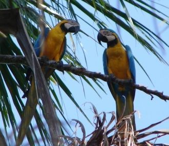 Национальный парк Мадиди.  Флора и фауна
