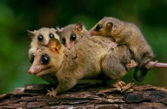 Национальный парк Мадиди. Основными жите